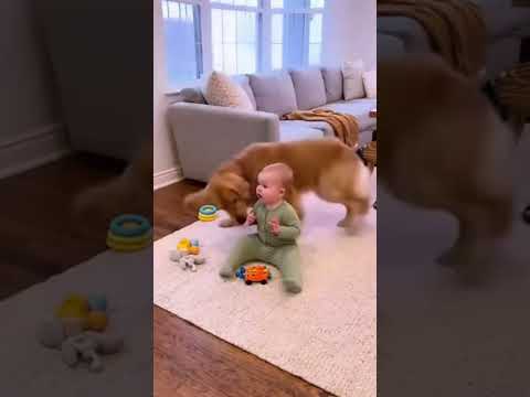 “The Gentle Guardian Who Watches Over the Baby” #animals #dog #funny