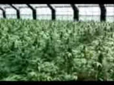 Cypress Hill-Ganja Love