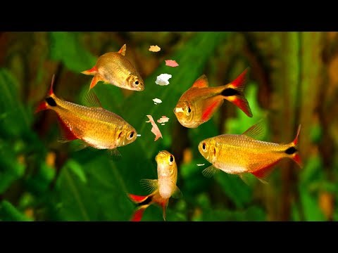 Why aren't my fish eating?