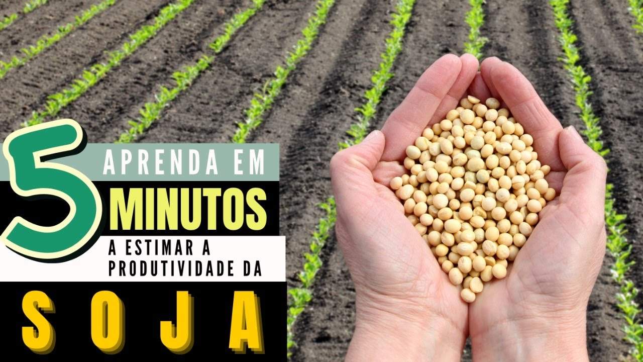 Como estimar a produtividade da soja antes da colheita?