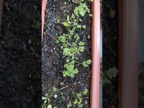 ニンジンをハエから守るにはどうすればいいですか？私たちのシンプルで自然なソリューション!  庭園