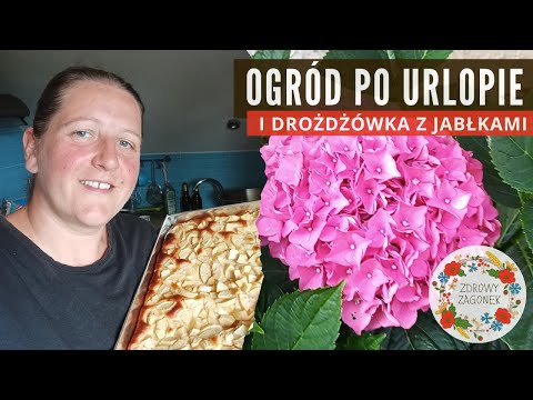 Spacer po ogrodzie - jak wygląda ogród po urlopie. Pyszna drożdżówka ze swojskich jabłek