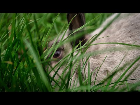 , title : 'Familie vlog#3 konijnen verzorgen!'