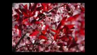 Cherry Tree Carol sung by the Robert Shaw Festival Singers_0001.wmv