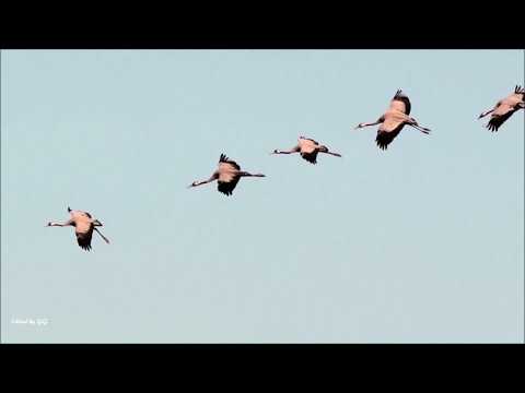 Tatiana Stepa - Adrian Păunescu  -  Și totuși vine toamna