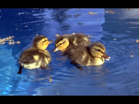 Baby ducks in my pool!  First day of life.  An amazing story.