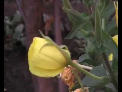 Tell you one sacrament...