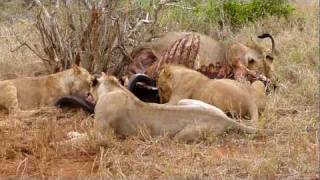 preview picture of video 'Lions eating'