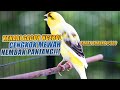 SUARA BURUNG 300 Kenari GACOR PANJANG INI Cocok Untuk Masteran KENARI PAUD Dan Kenari Macet BUNYI