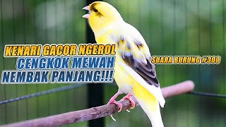 Download lagu SUARA BURUNG |300| Kenari GACOR PANJANG INI Cocok untuk Masteran KENARI PAUD dan Kenari Macet BUNYI mp3 Download lagu SUARA BURUNG |300| Kenari GACOR PANJANG INI Cocok untuk Masteran KENARI PAUD dan Kenari Macet BUNYI mp3