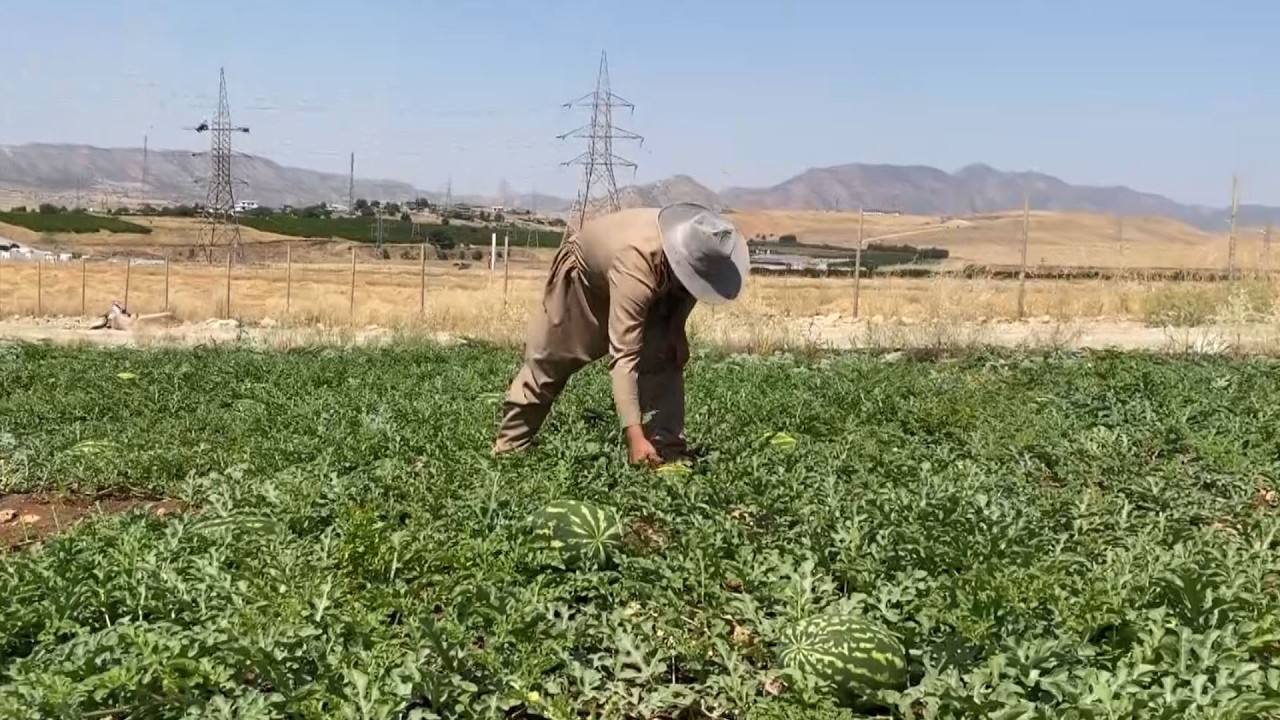 ڤیدیۆ | لەگوندی هیزۆپی راپەڕین چەند كەسێك لە شەودا زیان بە بەرهەمی شوتی جوتیارێك دەگەیەنن