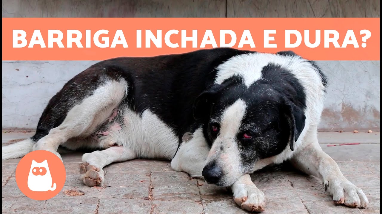 Por que meu CÃO tem BARRIGA INCHADA e DURA? 🐶 5 causas e soluções ✅