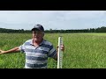 Forage Crabgrass An Alternative Forage For The Upper Midwest A Farmers Perspective