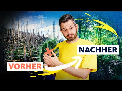 Video Thumbnail: 80 % zerstört: Können wir die Natur reparieren? | Quarks