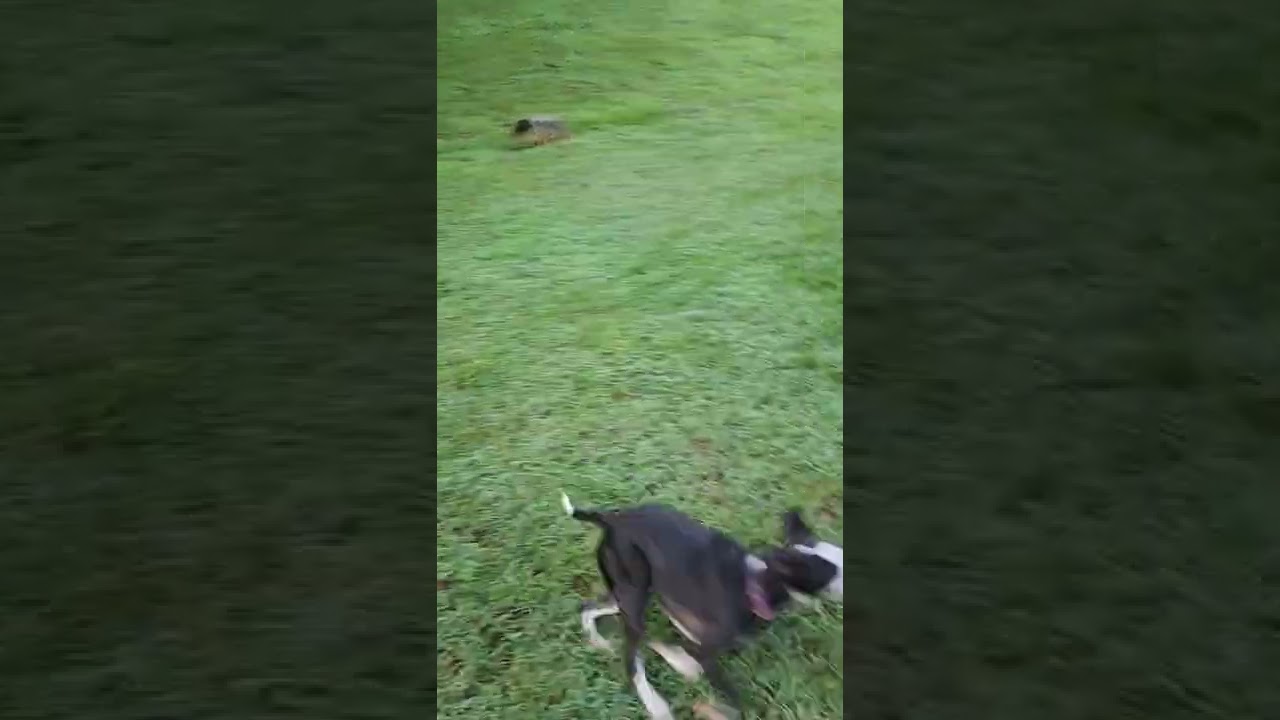 Rabble, a Adoptable Mixed Breed in Fredericksburg, VA video 6/6