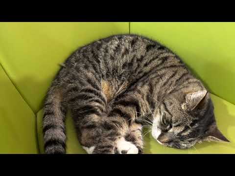 image video : Un petit jardin parisien.. Ehpad les Parentèles