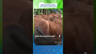 Munculnya Virus Antraks Disebut Bisa Jadi Senjata Biologis, Waspadai Gejalanya