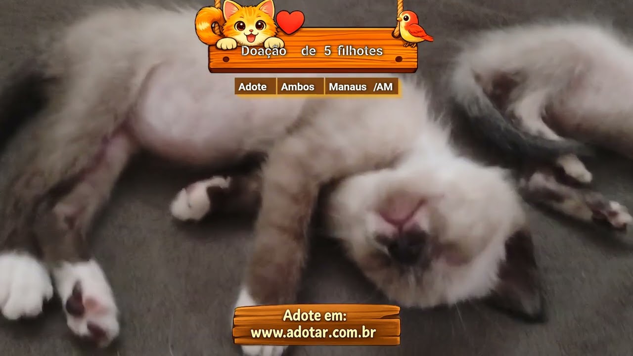 Gato raça SRD-ViraLata idade Abaixo de 2 meses nome Doação de 5 filhotes 
