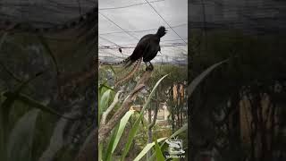 This lyrebird started mimicking the ambient sounds of his zoo
