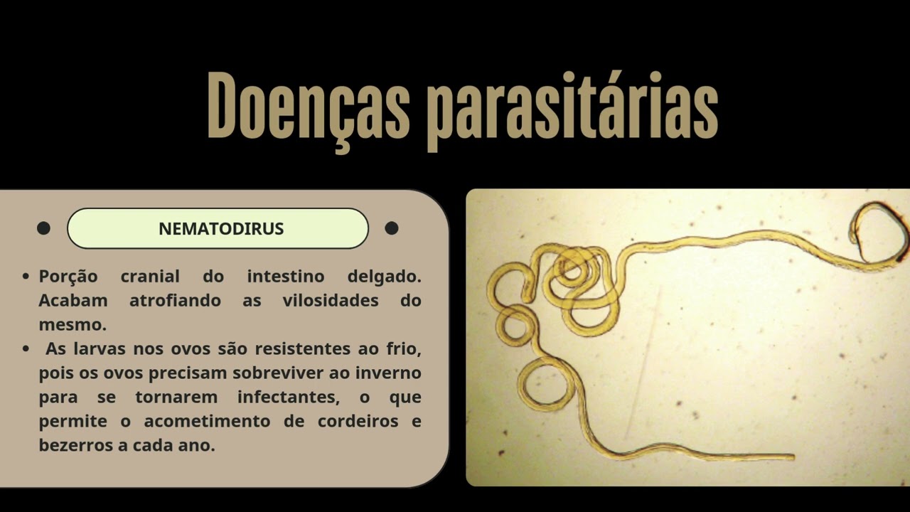 SISTEMA DIGESTÓRIO DOS RUMINANTES E OS DESAFIOS COM O MANEJO