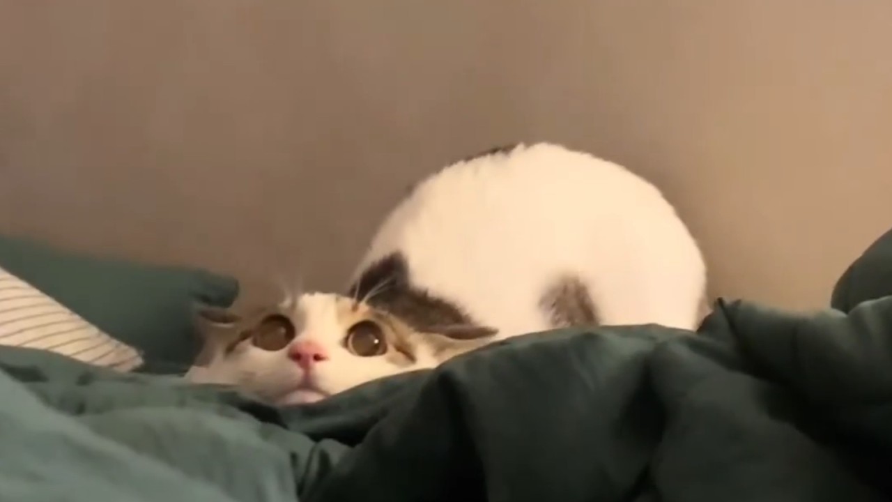 UNUSUAL MEMES COMPILATION V337