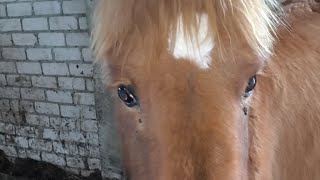 Марафон спасения Ли-Лу. +79267004318