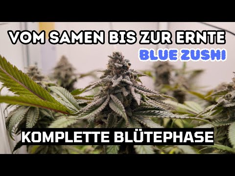 Wie ich Cannabis anbau - Komplette Blütephase l Blue Zushi Ep.3