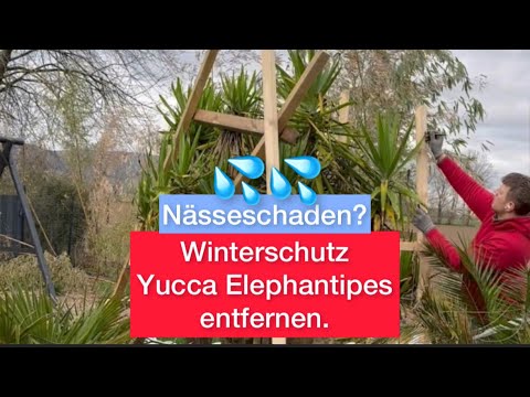Entfernen vom Winterschutz meiner zwei ausgepflanzten Yucca Elephantipes . Nässeschaden ?