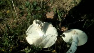 Amanita Verna! it is is like an agaric mushroom! Be carefull!