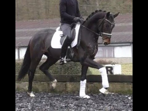 SOLD 2016 OLD Hengst /stallion von ROSENGOLD www.sporthorses-online.com