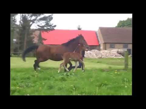 SF v. Cola Zero x Sergeant Pepper