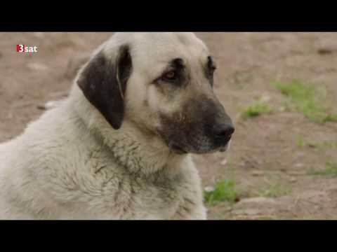 Herdenschutzhunde schützen vorm Wolf (Bauernverband, Christian Schmidt und der Bösen Wolf)