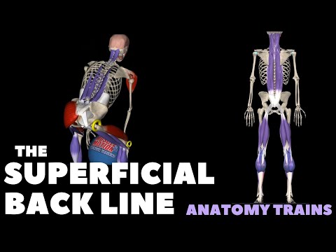 Anatomy Trains: The Superficial Back Line