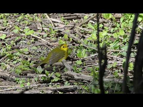 Horárik kuklatý (Setophaga citrina) — správanie, biotop a hlas