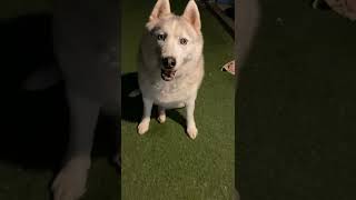 Video preview image #1 Huskies -Unknown Mix Puppy For Sale in Newport Beach, CA, USA