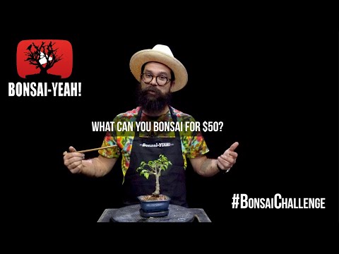 $50 DIY #BonsaiChallenge - Bonsai-YEAH!