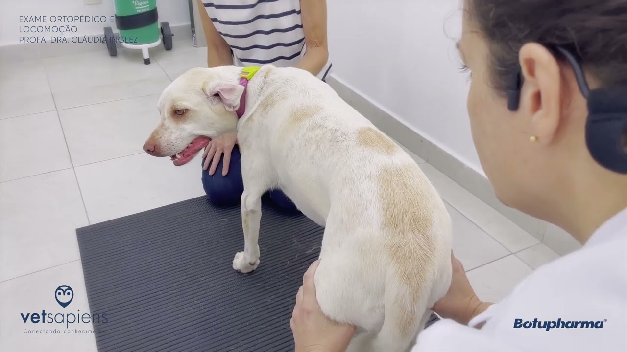 Exame ortopédico completo da locomoção em cães