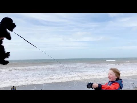 Dog Kite. A windy day in Wales - August 2020