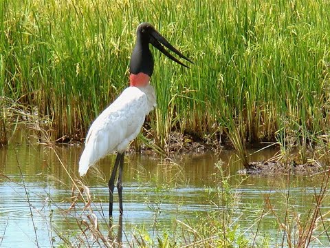 GLOBO REPORTER - PANTANAL DO MATO GROSSO - 2002