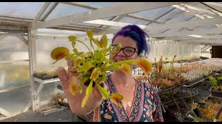 Make a Venus flytrap Bog Garden