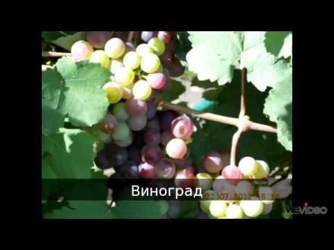 Special for Anya Gusina and Julia Korneva