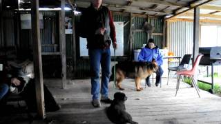 preview picture of video 'Beloka Kelpies Working Dog Education'