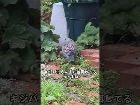 なぜ鶏や野鳥の餌箱に砂を入れるのでしょうか？  庭園