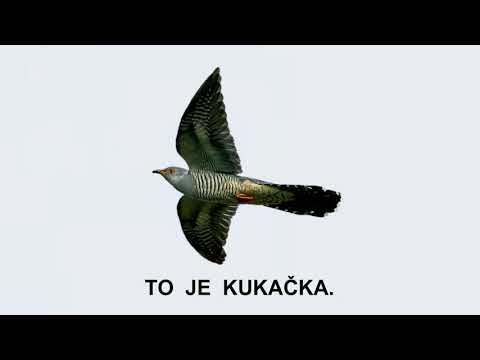 Poznáváme ptáky: KUKAČKA