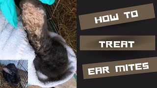 Ear mites in rabbits - how to treat naturally