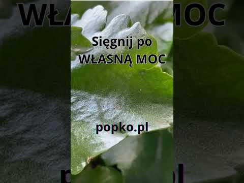 [Encyklopedia Wiedzy Duchowej] Sięgnij po WŁASNĄ MOC popko.pl  #popko #duchowosc #rozwojduchowy #rozwój #motywacja  #rozwojosobisty
