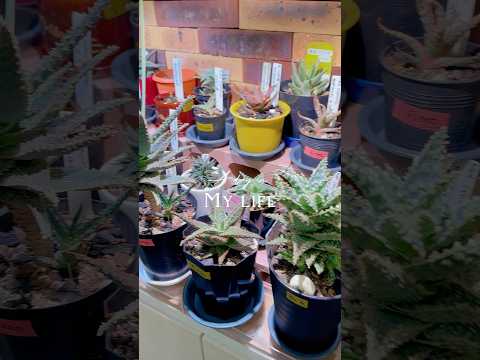 アロエ・パルブラ