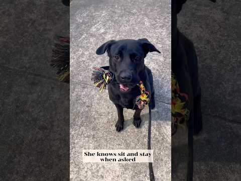 LYDIA - see video, an adoptable Black Labrador Retriever Mix in Marietta, GA_image-1