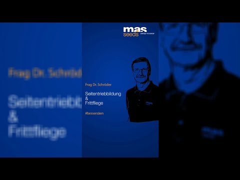 Frag Dr. Schröder - Seitentriebe & Frittfliege