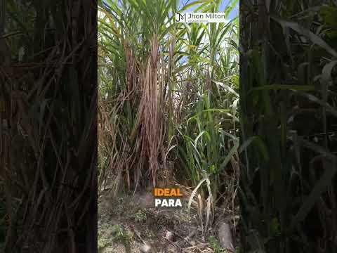 Recorrido hacia Obando, municipio de San Agustín, Huila.
